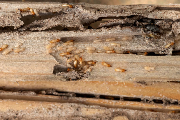 Best Cockroach Control Services  in Plover, WI
